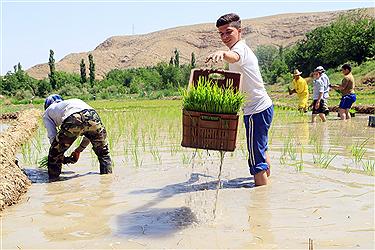 نشاء برنج در روستاهای خراسان شمالی