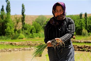 نشاء برنج در روستاهای خراسان شمالی