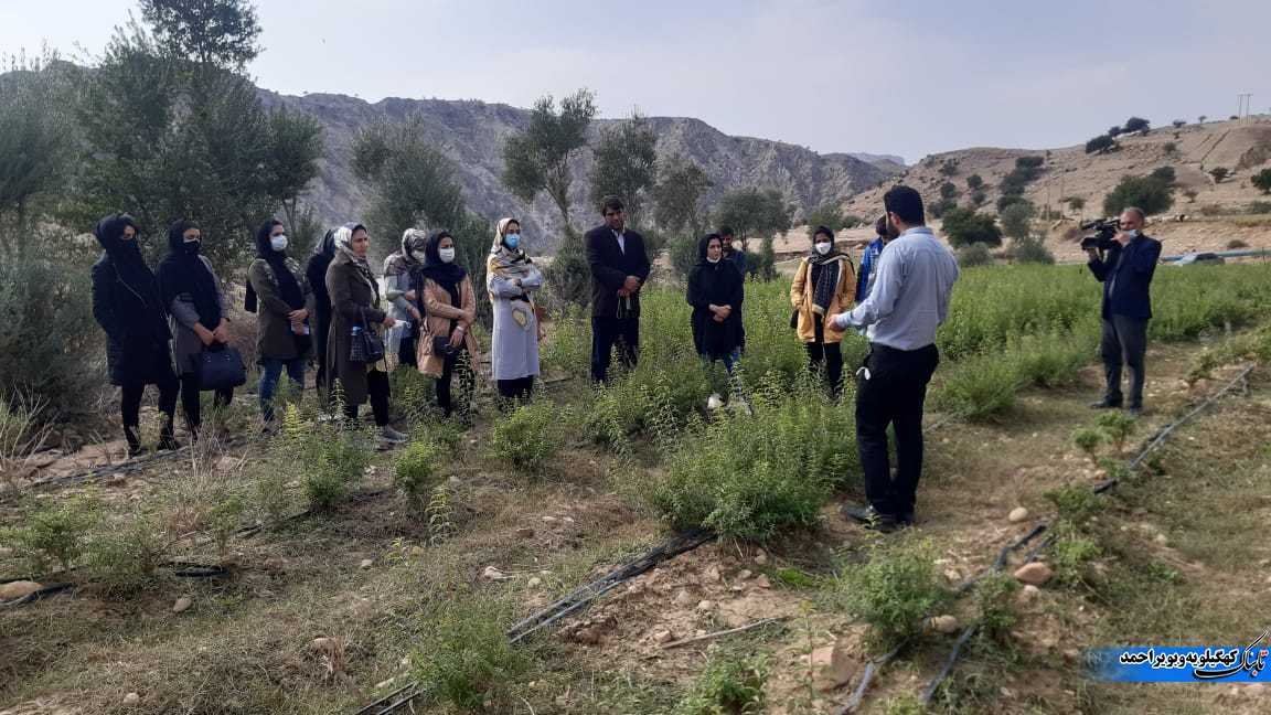 بازدید آموزشی کارشناسان و کشاورزان استان ایلام از مزارع گیاهان دارویی شهرستان لنده+تصاویر