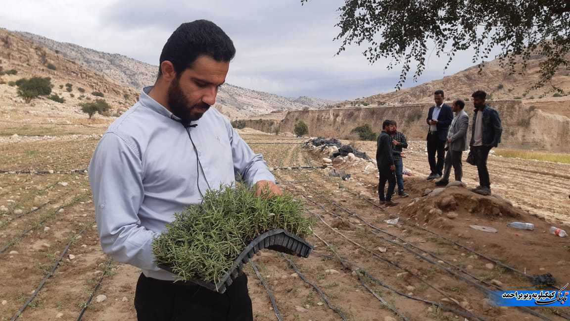 بازدید آموزشی کارشناسان و کشاورزان استان ایلام از مزارع گیاهان دارویی شهرستان لنده+تصاویر