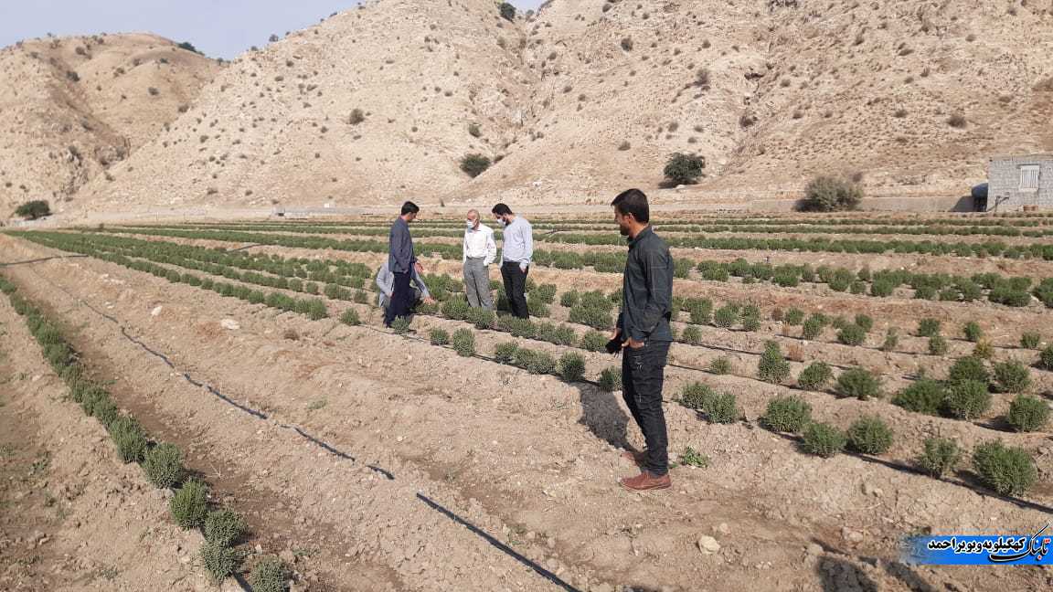 بازدید آموزشی کارشناسان و کشاورزان استان ایلام از مزارع گیاهان دارویی شهرستان لنده+تصاویر