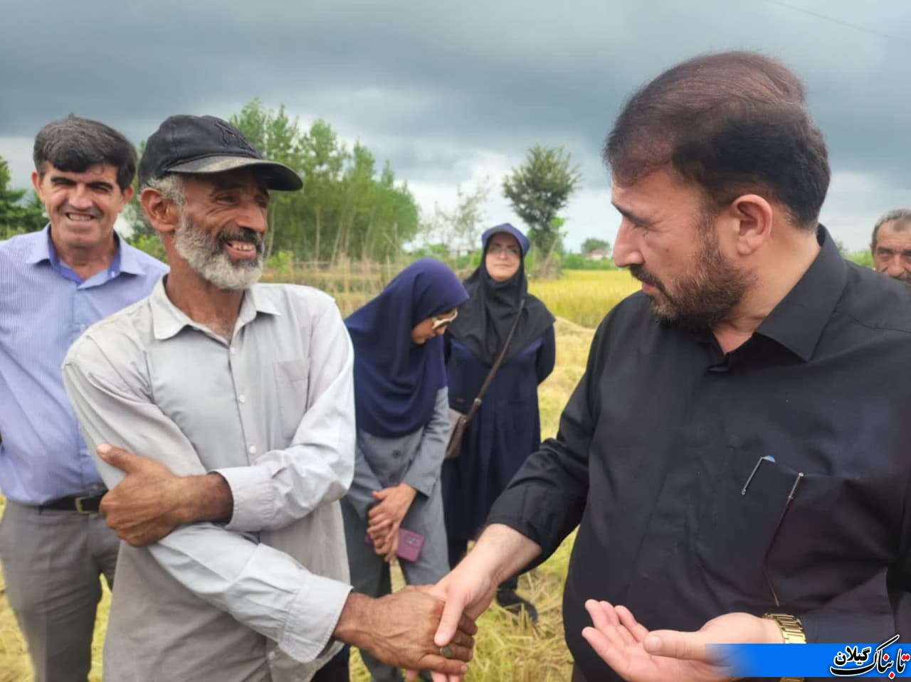 آغاز برداشت برنج در روستای سالکویه لنگرود